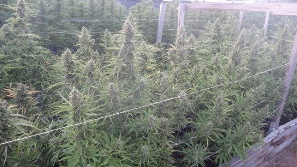 Ace Seeds Malawi Nl Auto Feminized Annibale Seedshop 2