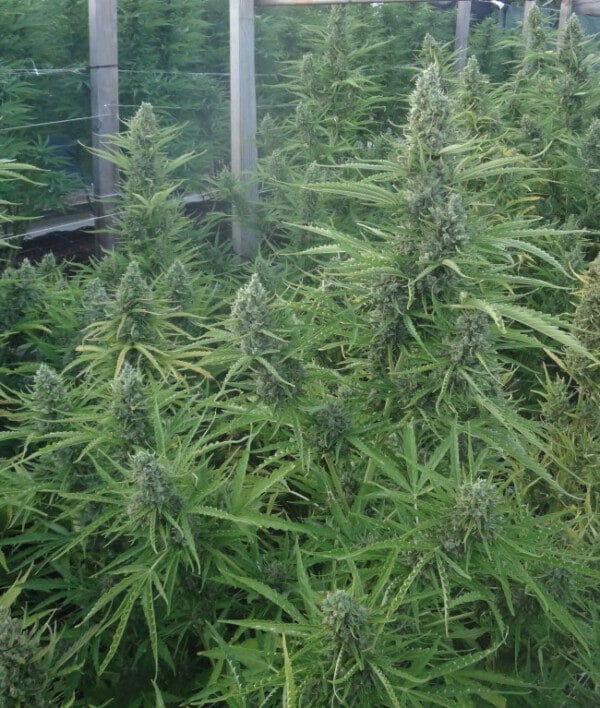 Ace Seeds Malawi Nl Auto Feminized Annibale Seedshop 6