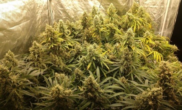 Ace Seeds Malawi Panama Feminized Annibale Seedshop 3