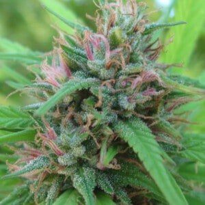 Ace Seeds Malawi Panama Feminized Annibale Seedshop