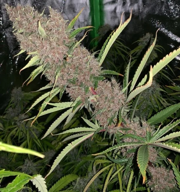 Malawi x PCK Femminizzata - ACE Seeds - immagine 3