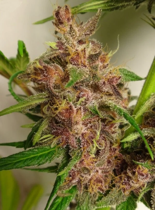 Malawi x PCK Femminizzata - ACE Seeds - immagine 13