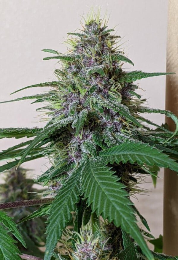 Ace Seeds Malawi Pck Feminized Annibale Seedshop 12