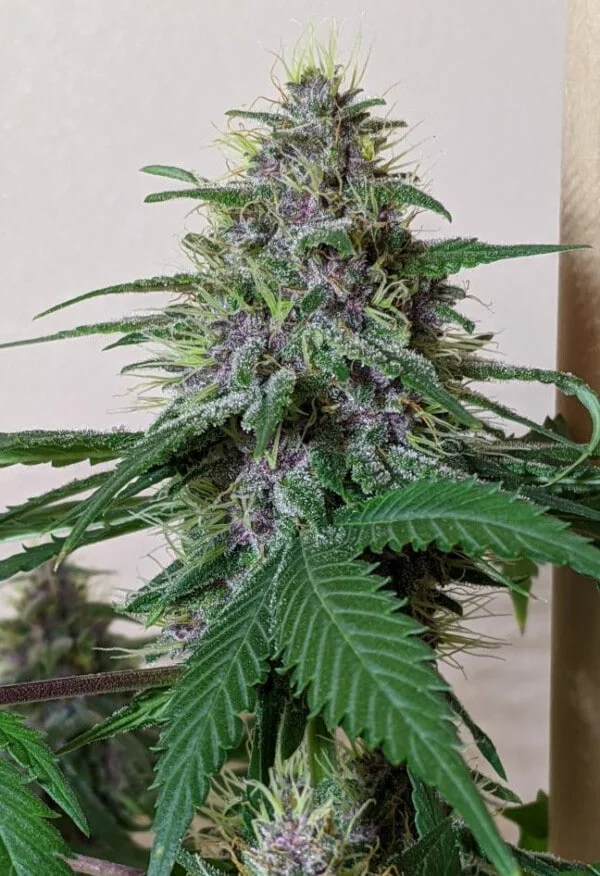 Malawi x PCK Femminizzata - ACE Seeds - immagine 14