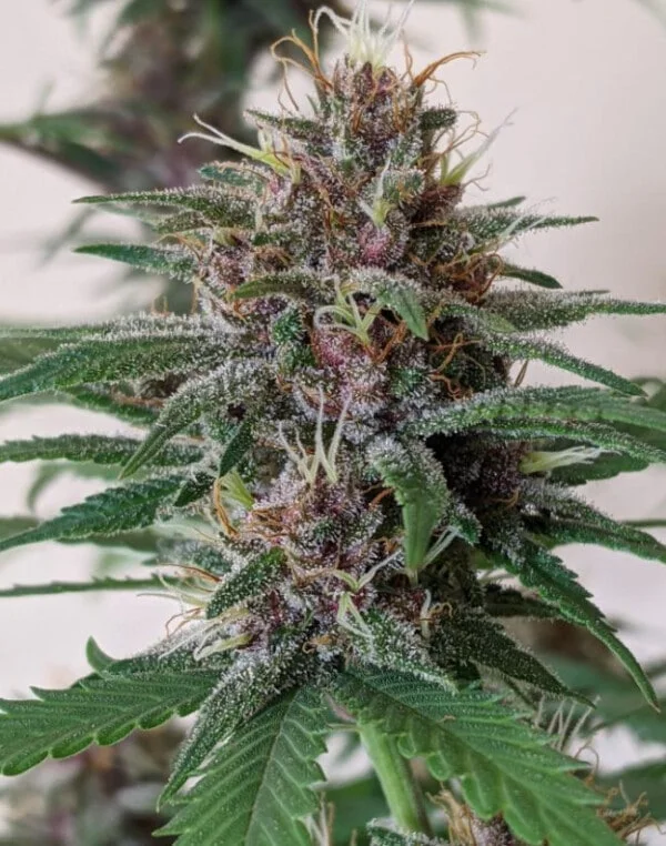 Malawi x PCK Femminizzata - ACE Seeds - immagine 15