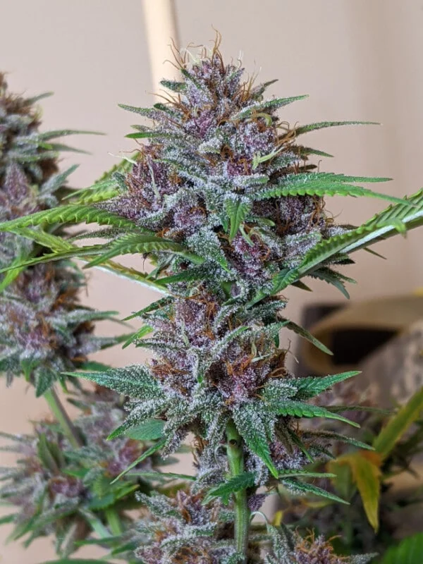Malawi x PCK Femminizzata - ACE Seeds - immagine 16