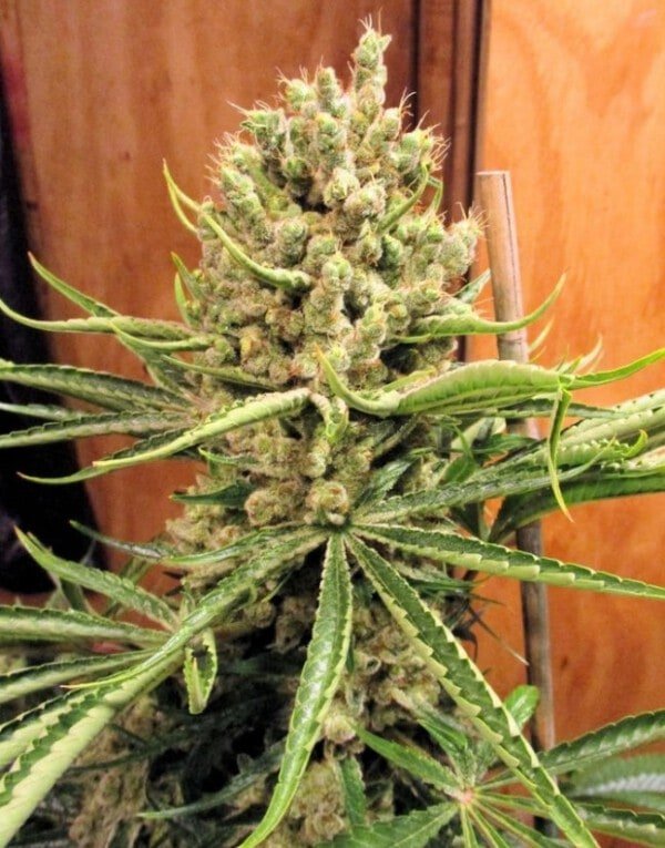 Ace Seeds Malawi Pck Feminized Annibale Seedshop 16