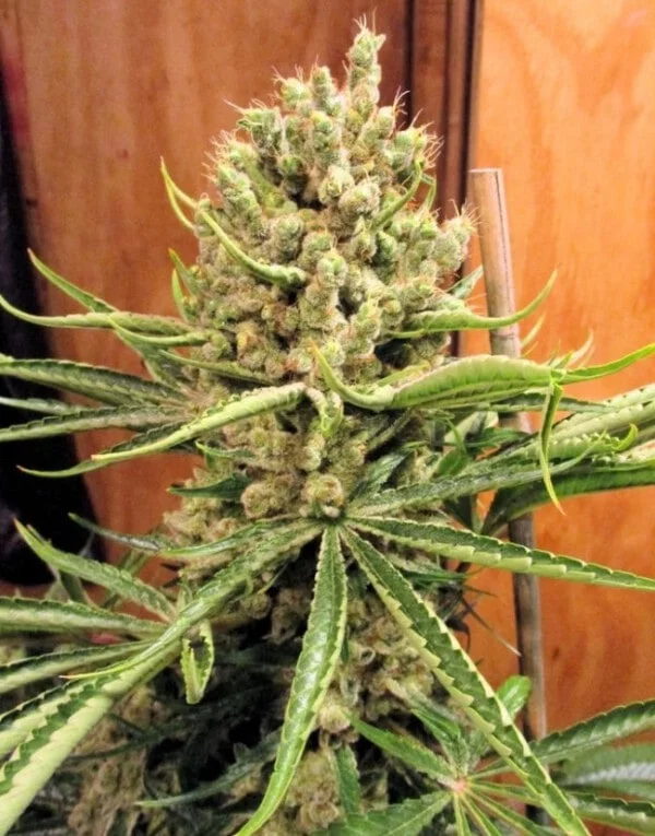 Malawi x PCK Femminizzata - ACE Seeds - immagine 17