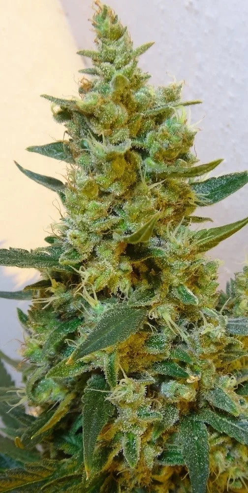 Malawi x PCK Femminizzata - ACE Seeds - immagine 18