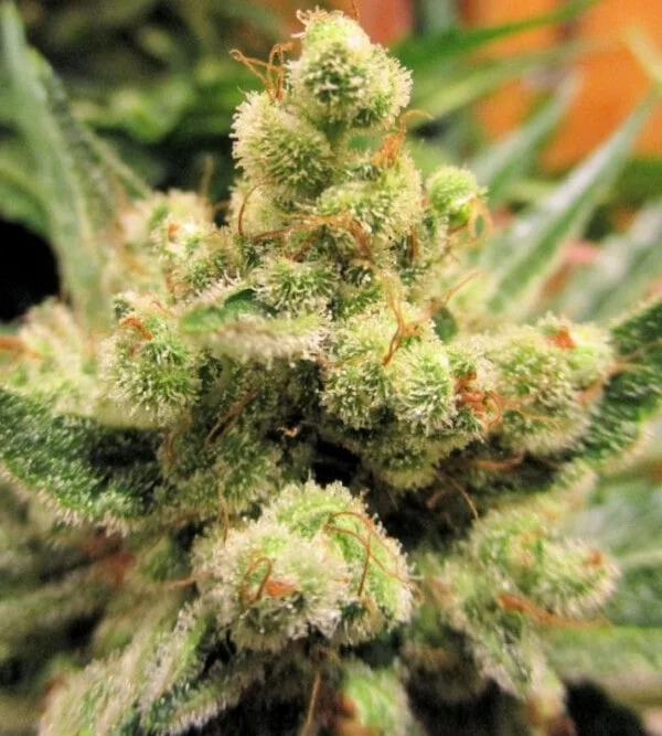 Malawi x PCK Femminizzata - ACE Seeds - immagine 19