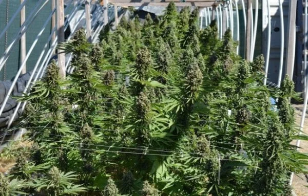 Malawi x PCK Femminizzata - ACE Seeds - immagine 20