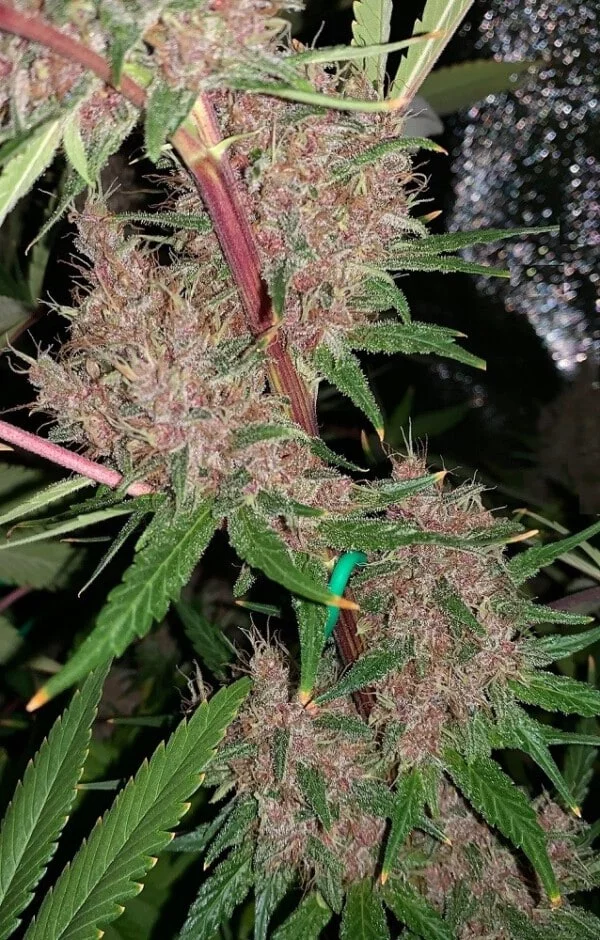 Malawi x PCK Femminizzata - ACE Seeds - immagine 4
