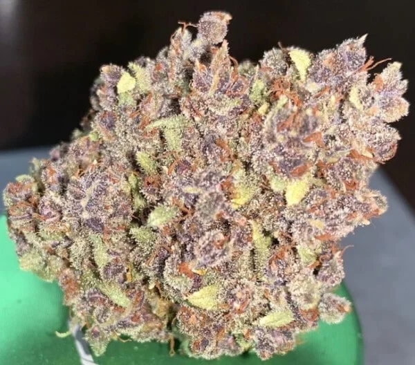 Malawi x PCK Femminizzata - ACE Seeds - immagine 22