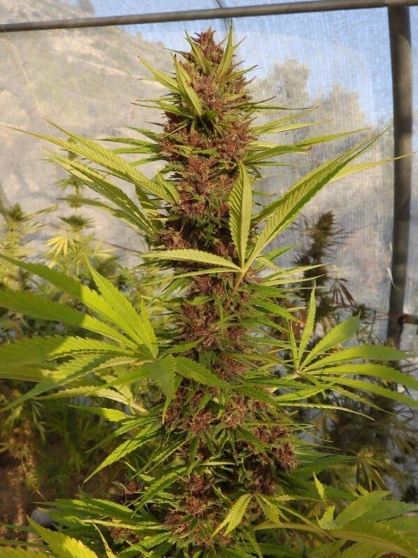 Ace Seeds Malawi Pck Feminized Annibale Seedshop 3