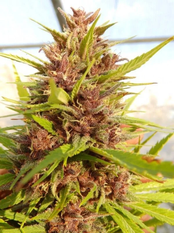 Malawi x PCK Femminizzata - ACE Seeds - immagine 6