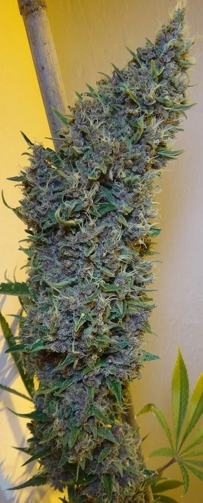 Malawi x PCK Femminizzata - ACE Seeds - immagine 7