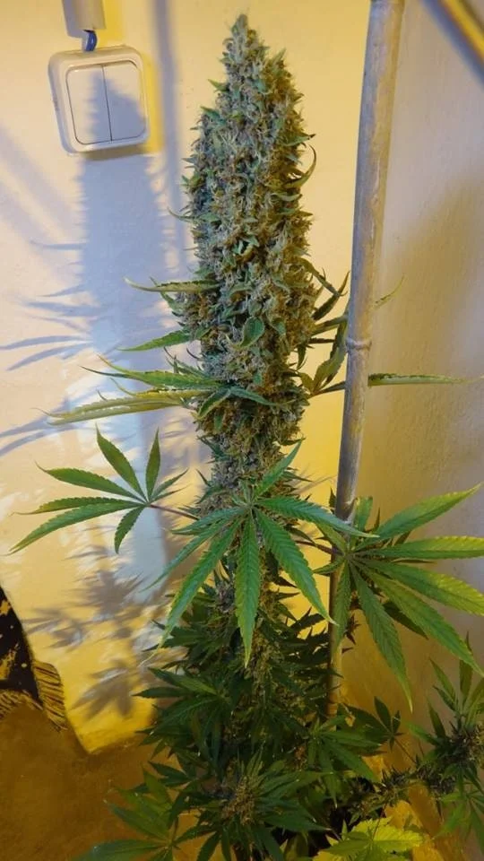 Malawi x PCK Femminizzata - ACE Seeds - immagine 8