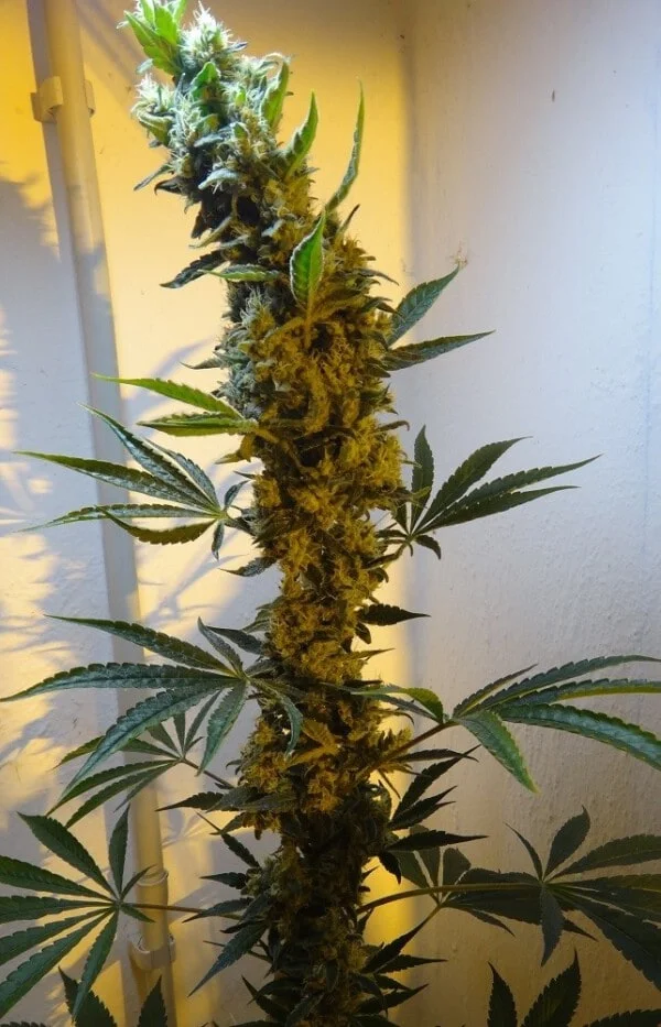 Malawi x PCK Femminizzata - ACE Seeds - immagine 9