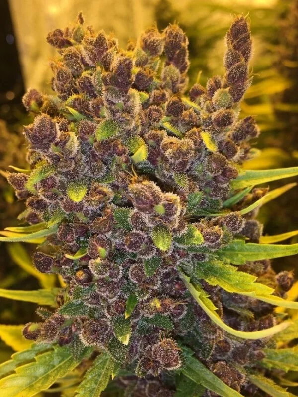 Malawi x PCK Femminizzata - ACE Seeds - immagine 11