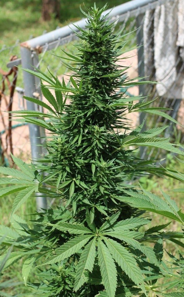 Ace Seeds Moroccan Beldia Feminized Annibale Seedshop