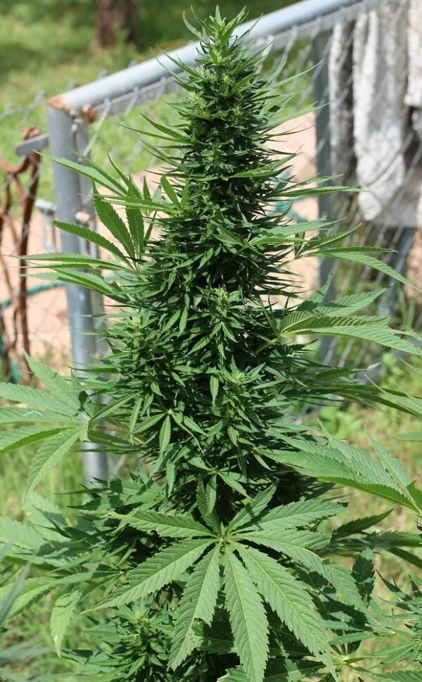 Moroccan Beldia Femminizzata - ACE Seed - immagine 2