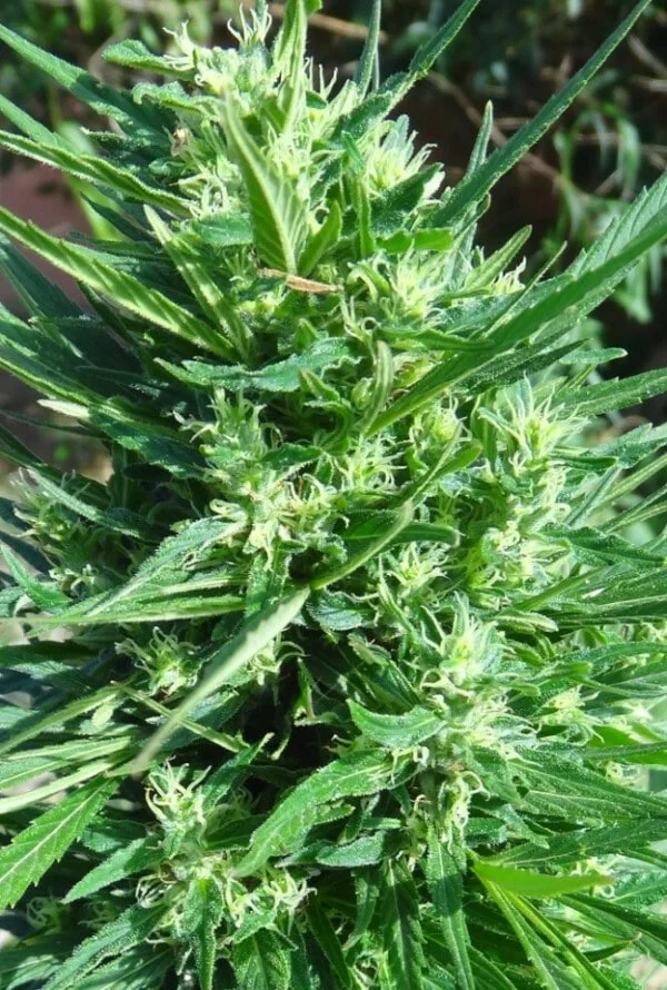 Moroccan Beldia Femminizzata - ACE Seed - immagine 3
