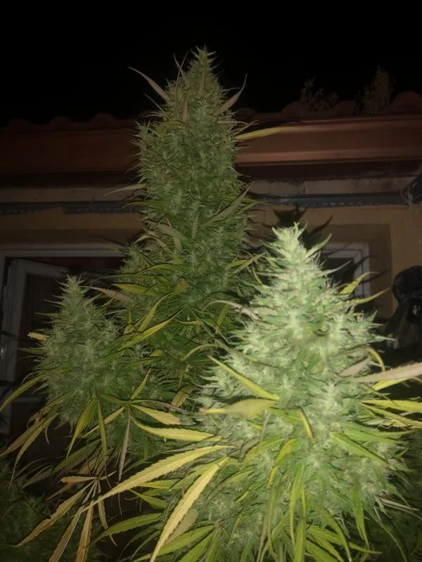 Moroccan Beldia Femminizzata - ACE Seed - immagine 4