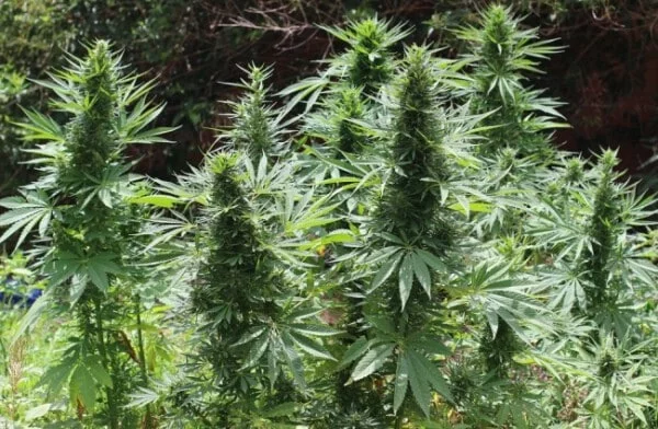 Moroccan Beldia Femminizzata - ACE Seed - immagine 5