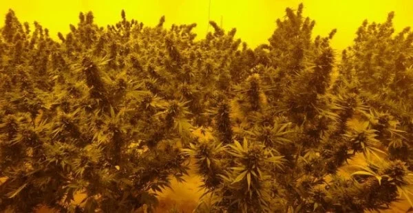 Moroccan Beldia Femminizzata - ACE Seed - immagine 6