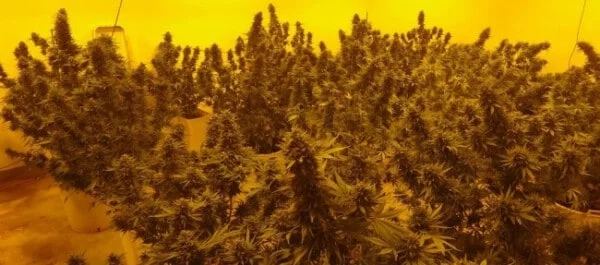 Moroccan Beldia Femminizzata - ACE Seed - immagine 7