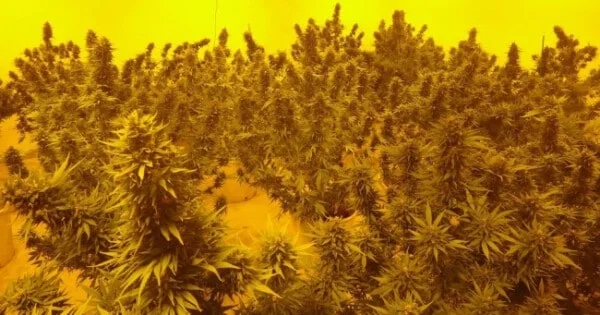 Moroccan Beldia Femminizzata - ACE Seed - immagine 8