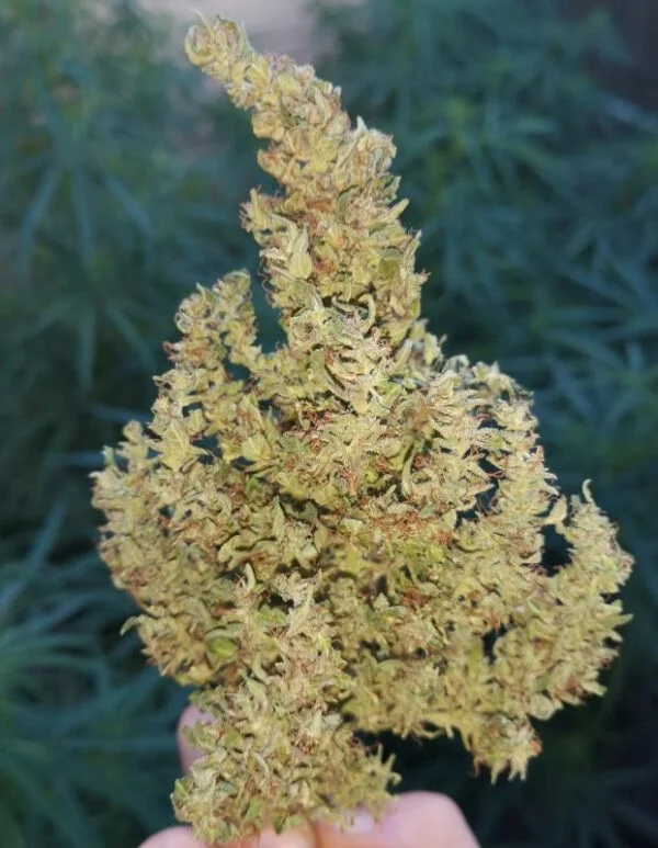 Moroccan Beldia Femminizzata - ACE Seed - immagine 10