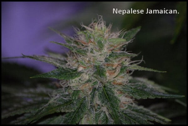 Ace Seeds Nepal Jam Regular Annibale Seedshop 2