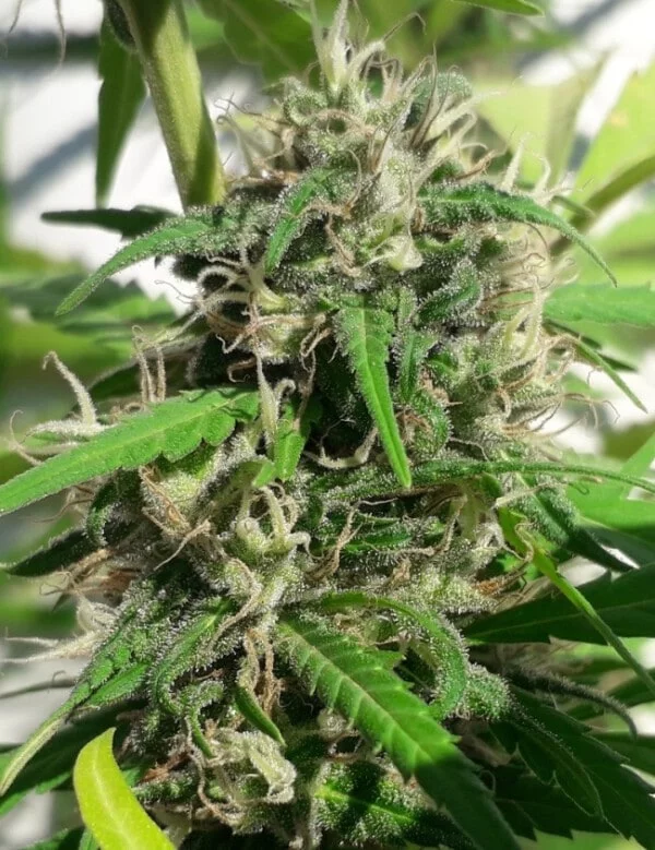 New Caledonia Regolare - ACE Seeds - immagine 3