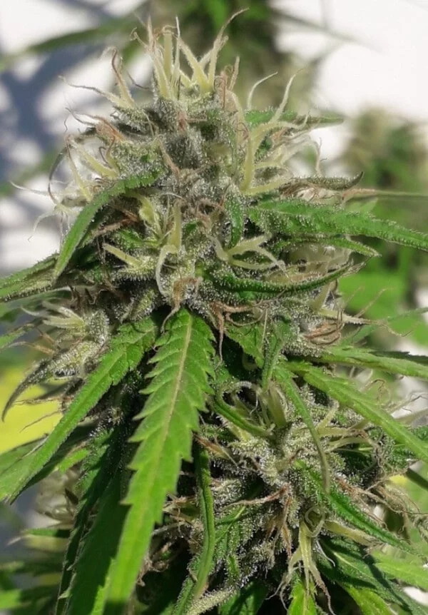 New Caledonia Regolare - ACE Seeds - immagine 4