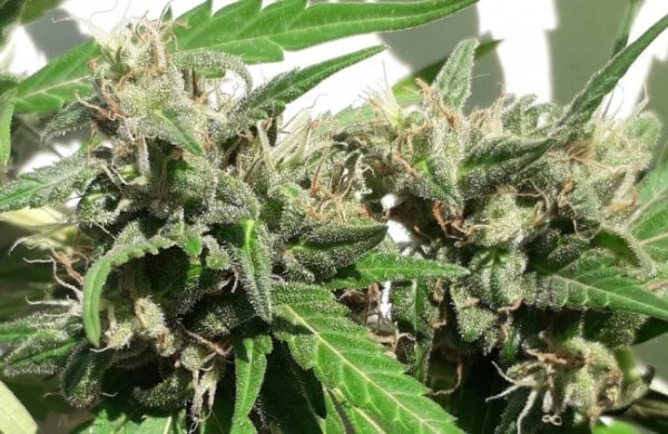 New Caledonia Regolare - ACE Seeds - immagine 5