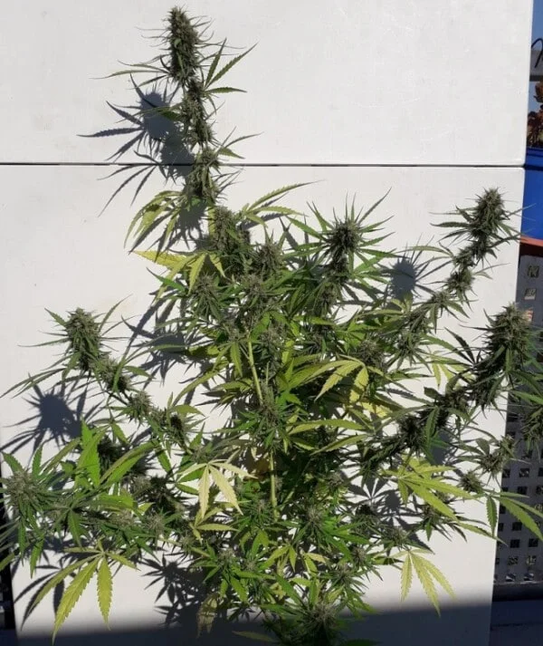 New Caledonia Regolare - ACE Seeds - immagine 6