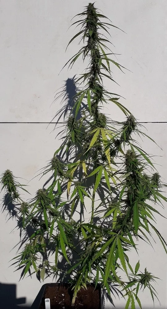New Caledonia Regolare - ACE Seeds - immagine 7