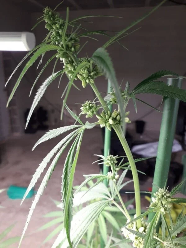 New Caledonia Regolare - ACE Seeds - immagine 8