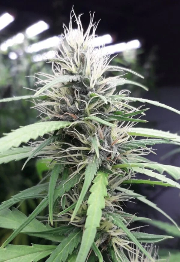 New Caledonia Regolare - ACE Seeds - immagine 9