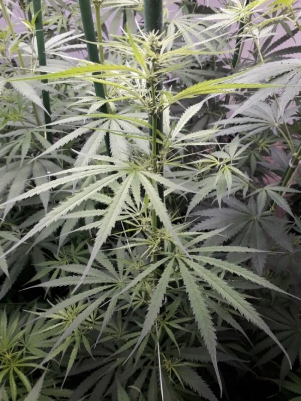 New Caledonia Regolare - ACE Seeds - immagine 10
