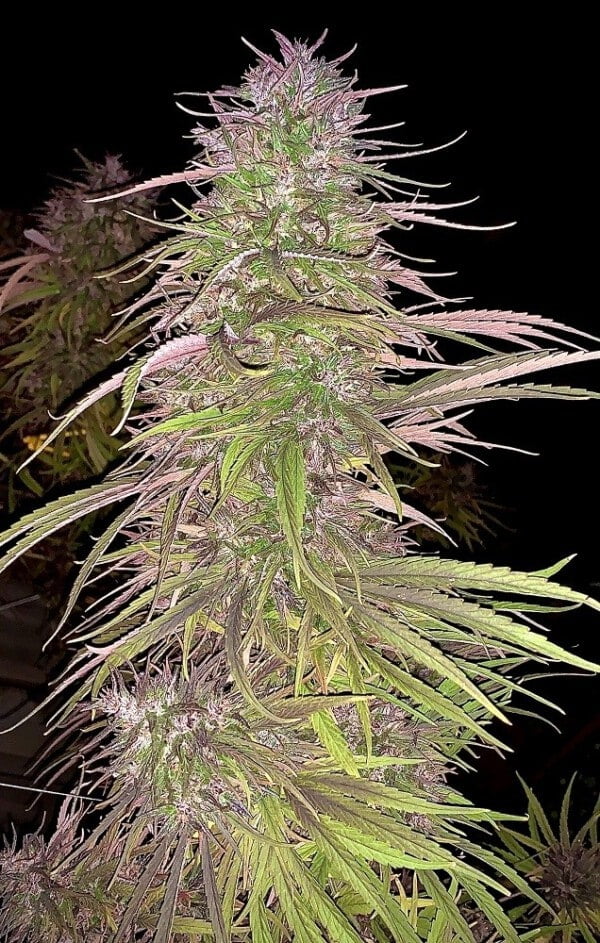 Ace Seeds Oldtimer Haze Regular Annibale Seedshop 1