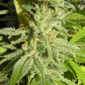 Ace Seeds Orient Express Feminized Annibale Seedshop