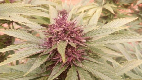 Ace Seeds Pakistani Chitral Kush Feminized Annibale Seedshop 10