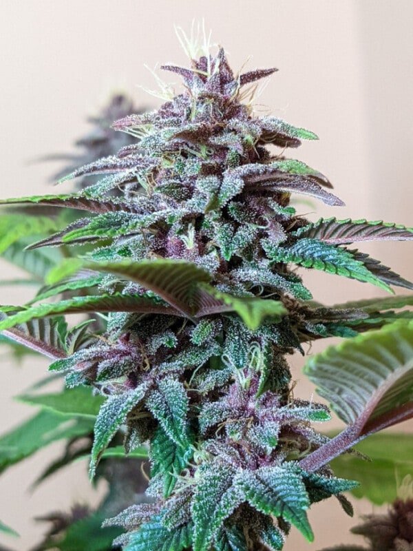 Ace Seeds Pakistani Chitral Kush Feminized Annibale Seedshop 12