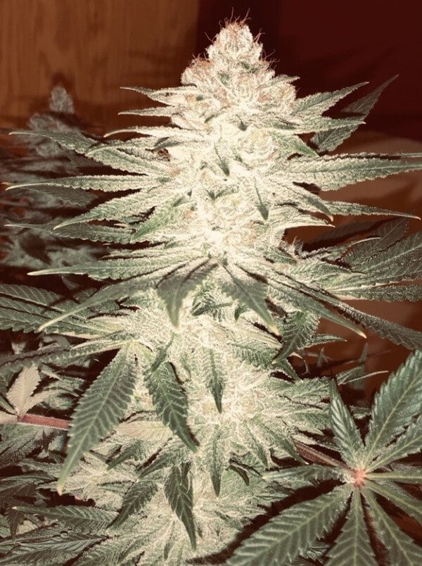 Ace Seeds Pakistani Chitral Kush Feminized Annibale Seedshop 15