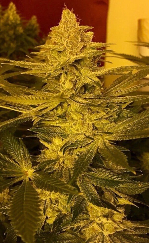 Ace Seeds Pakistani Chitral Kush Feminized Annibale Seedshop 16