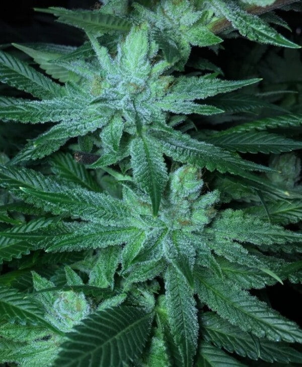 Ace Seeds Pakistani Chitral Kush Feminized Annibale Seedshop 17