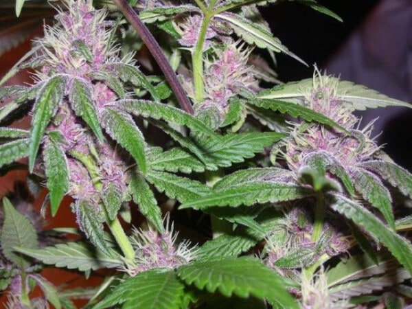 Ace Seeds Pakistani Chitral Kush Feminized Annibale Seedshop 4