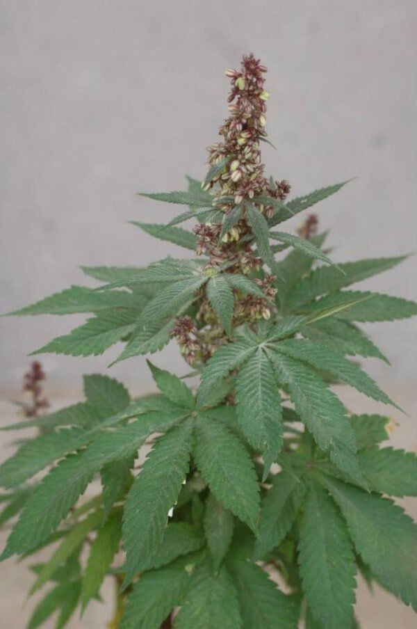 Ace Seeds Pakistani Chitral Kush Regular Annibale Seedshop 1